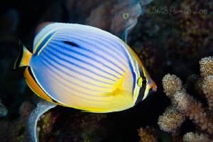 Redfin Butterflyfish - Chaetodon Trifasciatus
Digga Thil... by Boris Pamikov 